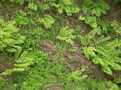 シダ植物
